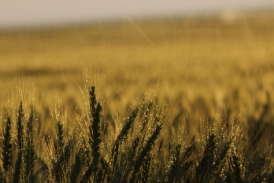 Fırat ve Dicle'nin Doyurduğu Topraklar