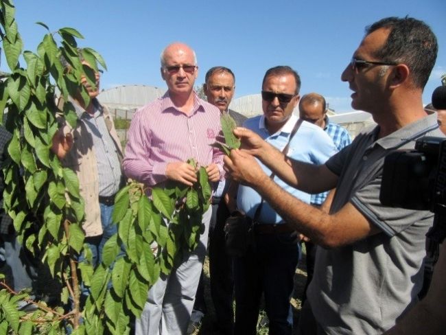 GAP TEYAP Kapsamında, Kiraz Üreticisi Çiftçilere Yönelik Teknik Gezi Düzenlendi