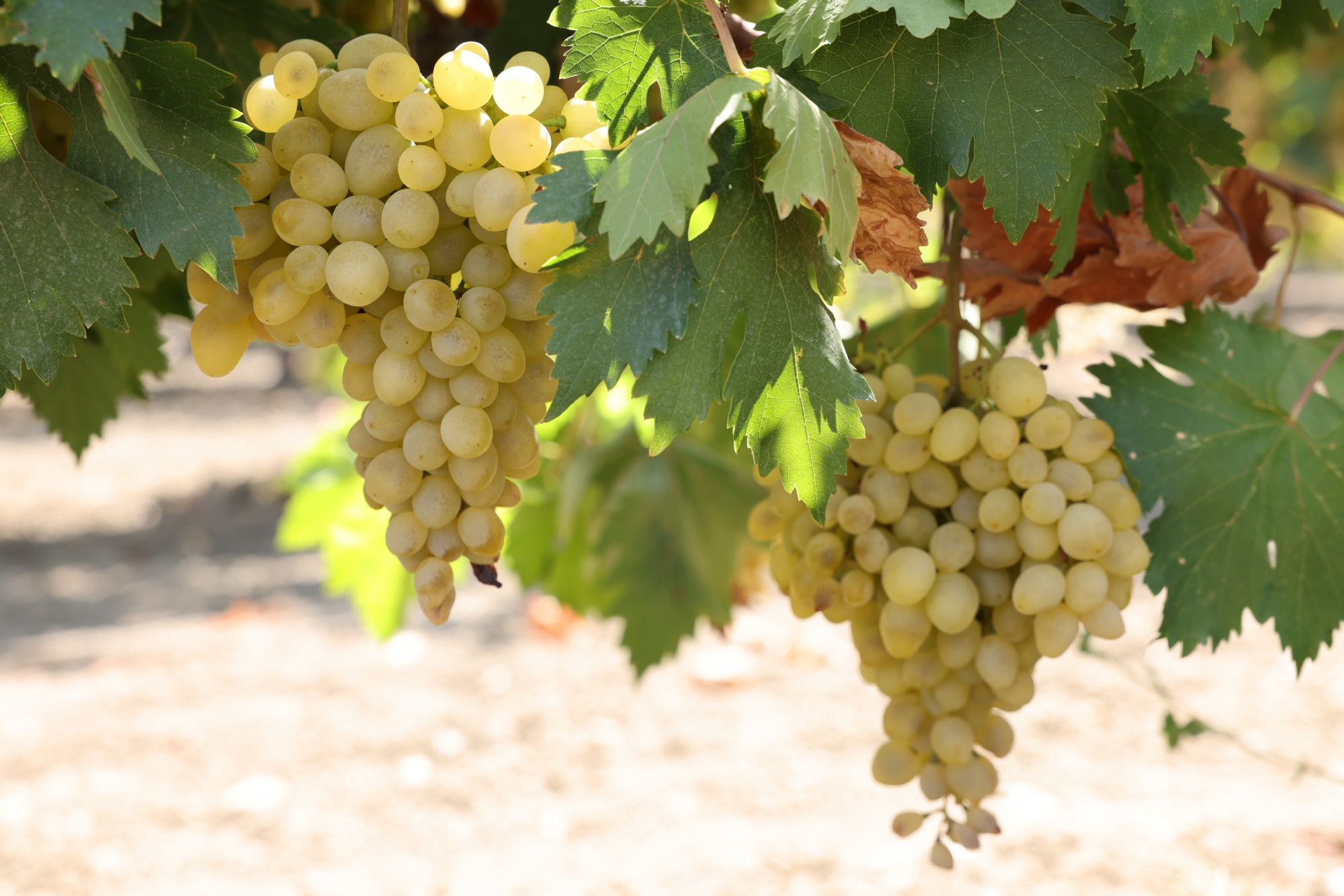 Adıyaman’ın Kahta ilçesinde üzüm işleme artık daha hızlı, verimli ve hijyenik!