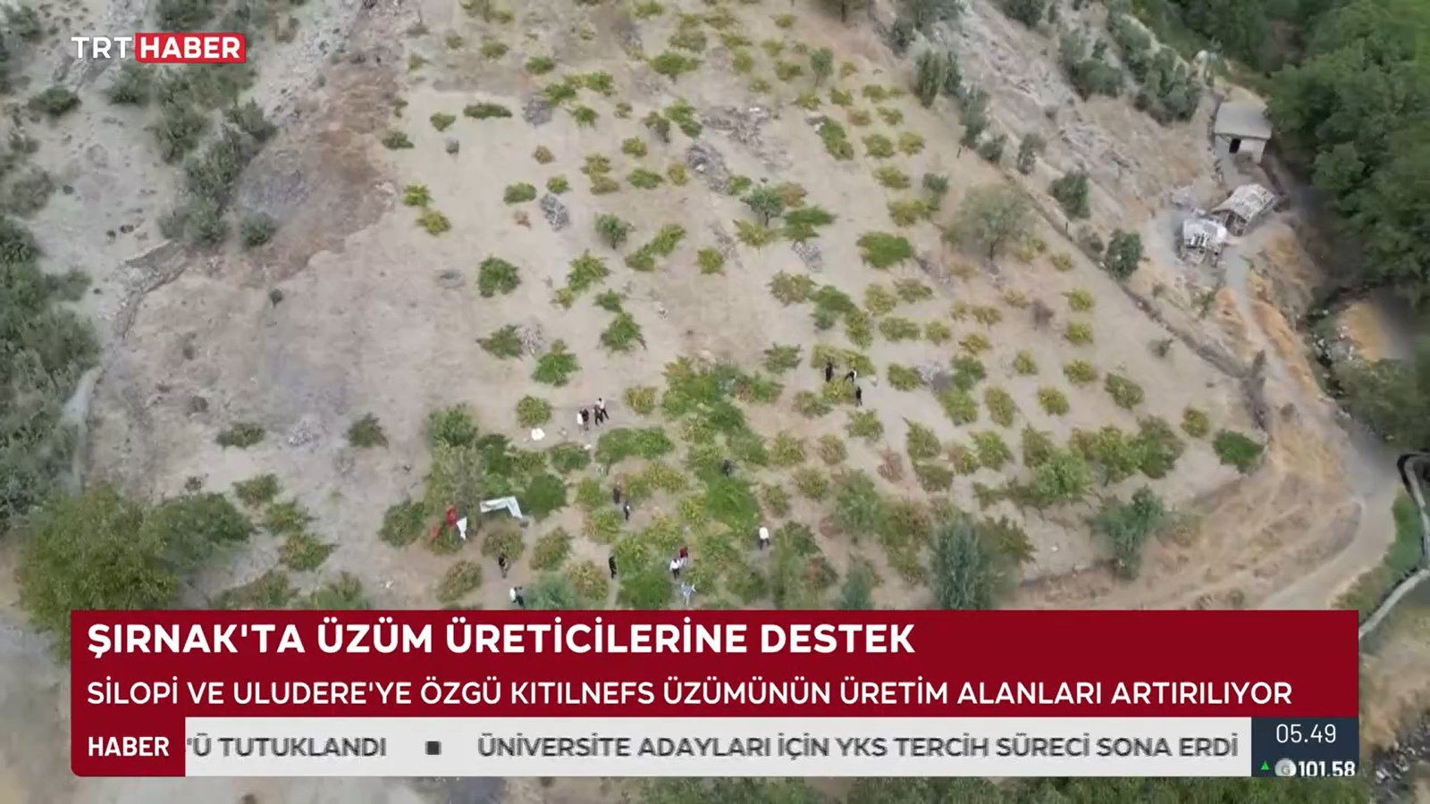 Şırnak'ta Kıtılnefs Üzümünün Üretimi Yaygınlaşıyor