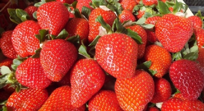 Sason Çileği Uluslararası Pazara Çıkmaya Hazırlanıyor