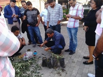 GAP TEYAP Model Uygulama Programından Tarım Danışmanlarına Zeytin Yetiştiriciliği Eğitimi Verildi