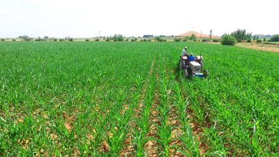GAP Hassas Tarım Projesinde Değişken Oranlı Üst Gübreleme Faaliyetleri Gerçekleştirildi