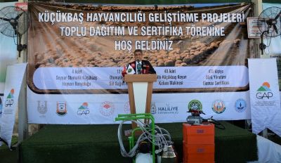 Şanlıurfa’da Küçükbaş Hayvancılığı Geliştirme Projeleri Toplu Dağıtım ve Sertifika Töreni düzenlendi