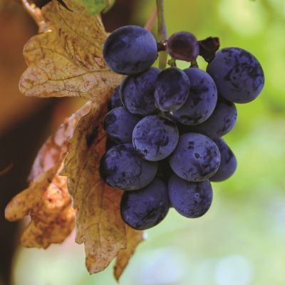 Ömerli 4. Bağ Bozumu Kültür ve Sanat Festivali