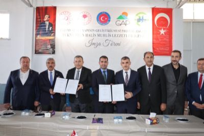 GAP İdaresinden Kilis’te Üzüm Üretim Zincirinin Güçlendirilmesine Destek