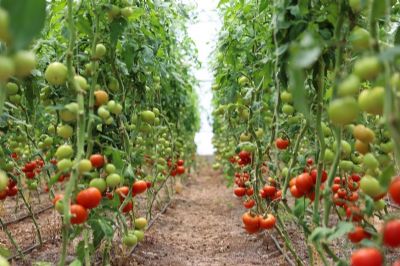 GAP İdaresinden Yavuzeli'nde Seracılık Faaliyetlerine Destek