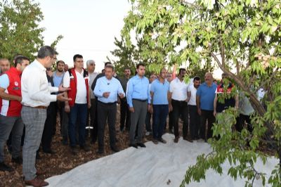 Şanlıurfa'nın Hilvan İlçesinde Badem Üretiminde Verim Artıyor