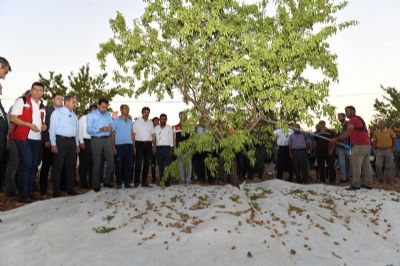 Şanlıurfa'nın Hilvan İlçesinde Badem Üretiminde Verim Artıyor