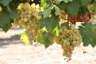 Adıyaman’ın Kahta ilçesinde üzüm işleme artık daha hızlı, verimli ve hijyenik!