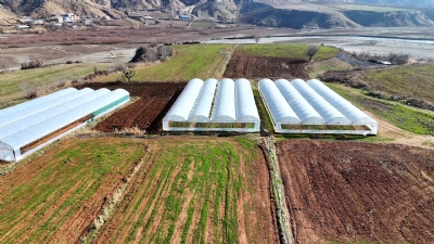 Coğrafi İşaretli Organik Kozluk Domatesi’nin Üretimi Yaygınlaşıyor!