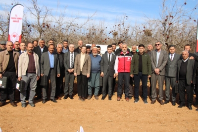 Şanlıurfa Bozova’da GAP İdaresi Desteğiyle Nar Üretiminde Verim Artıyor