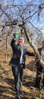 Şanlıurfa Bozova’da GAP İdaresi Desteğiyle Nar Üretiminde Verim Artıyor