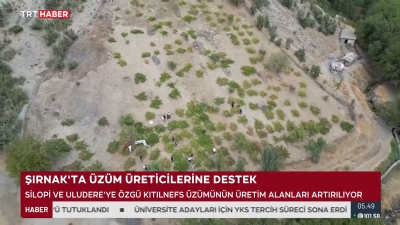 Şırnak'ta Kıtılnefs Üzümünün Üretimi Yaygınlaşıyor