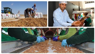 Adıyaman Kahta Bademi