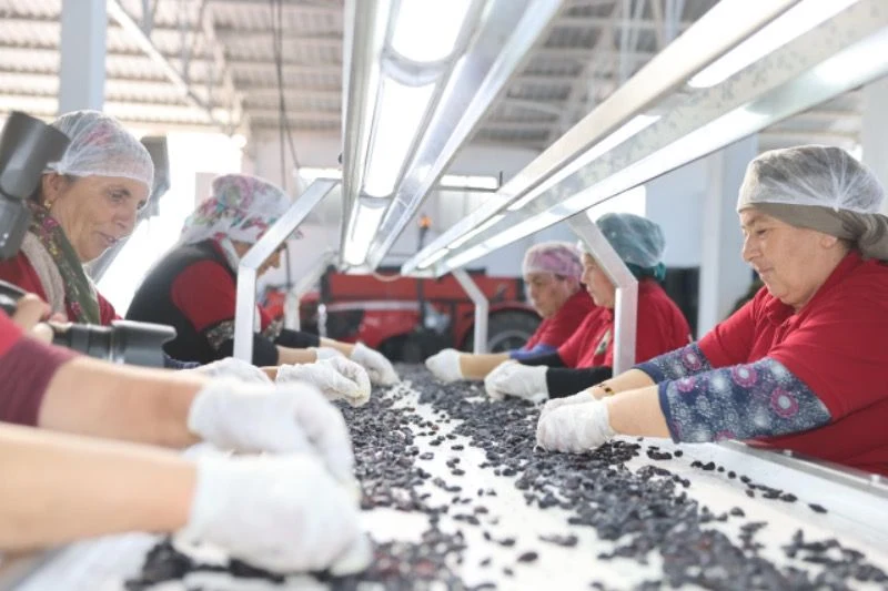 GAP İdaresinden Kilis’te Üzüm Üretim Zincirinin Güçlendirilmesine Destek