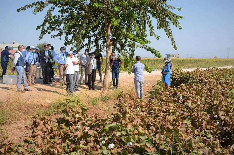 “Pamuğun Dijital Serüveni” Projesi Kapsamında Yapılan Çalışmalar Yerinde İncelendi
